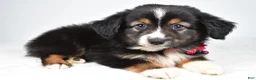 Miniature Australian Shepherd dogs for sale: Vanessa - Ad 3