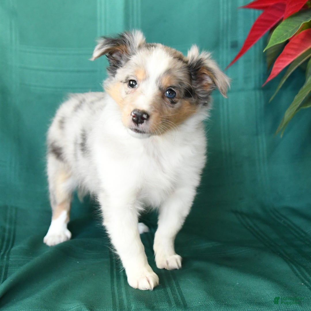 Shetland Sheepdog dogs for sale: Marcie - Ad 4