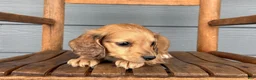 Miniature Dachshund dogs for sale: Suede - Ad 2