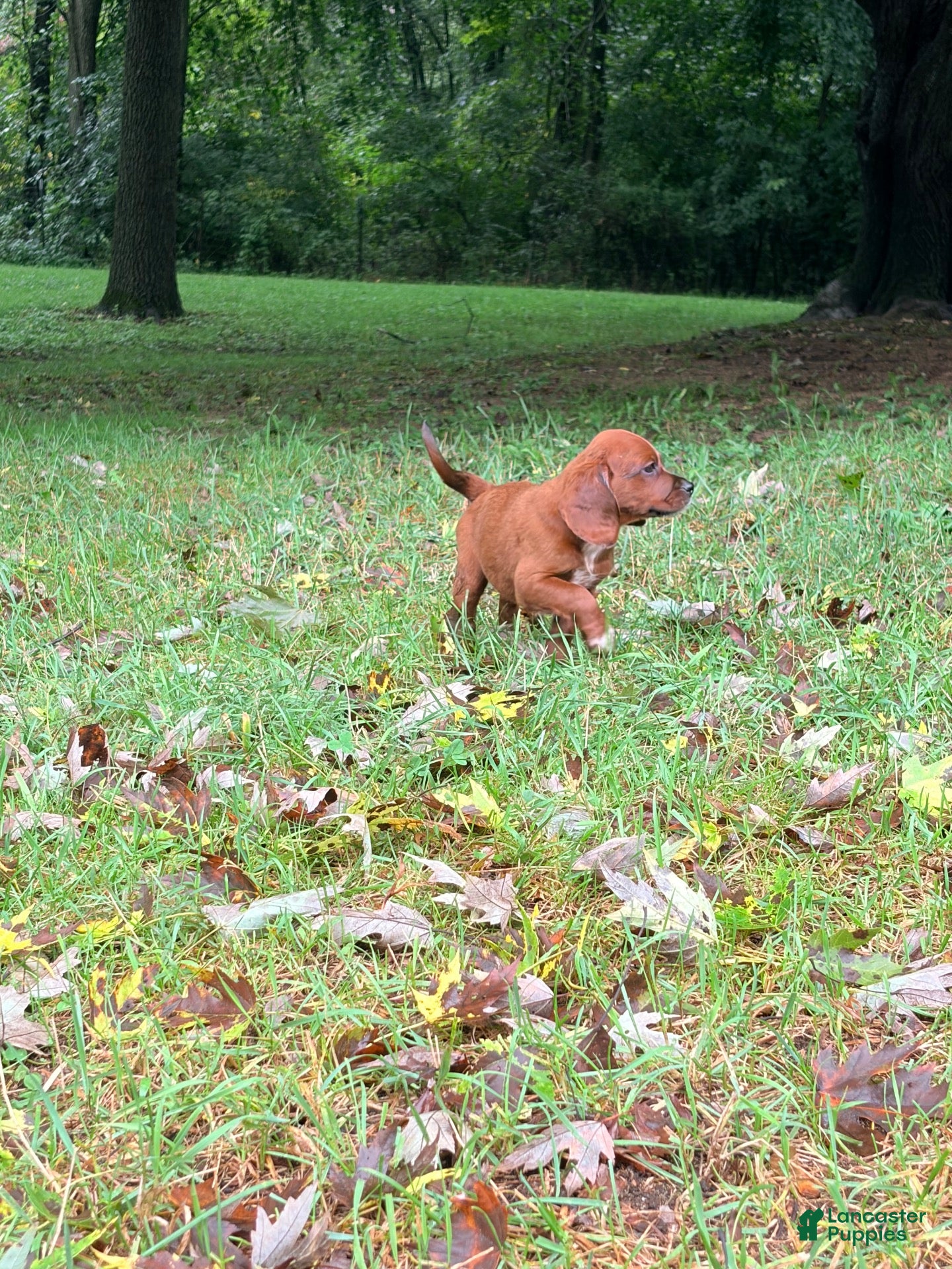 Mixed Breed dogs Mixed Breed 2 - Ad 2