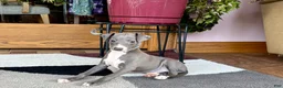 Italian Greyhound dogs for sale: Sonya - Ad 6