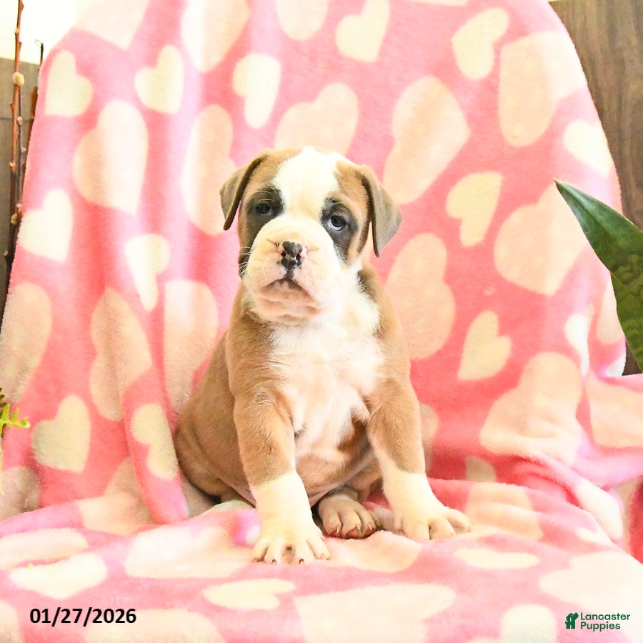 Olde English Bulldogge dogs Buster - Ad 13