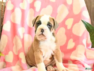 Olde English Bulldogge dogs Buster - Ad 13