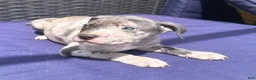 American Bully dogs for sale: "JAY Z" BLUE MERLE - Ad 4