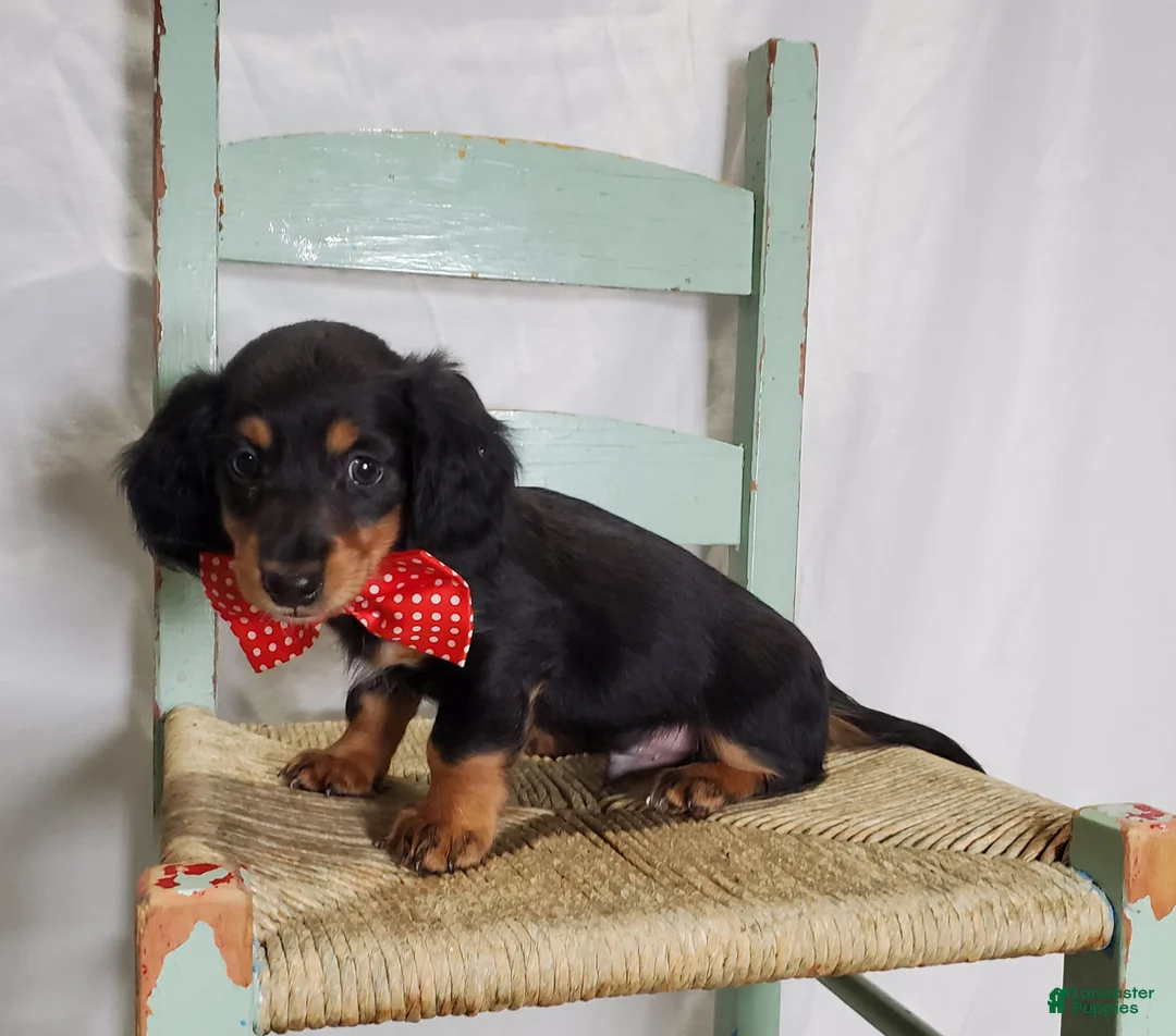 Miniature Dachshund dogs for sale: Kevin - Ad 2