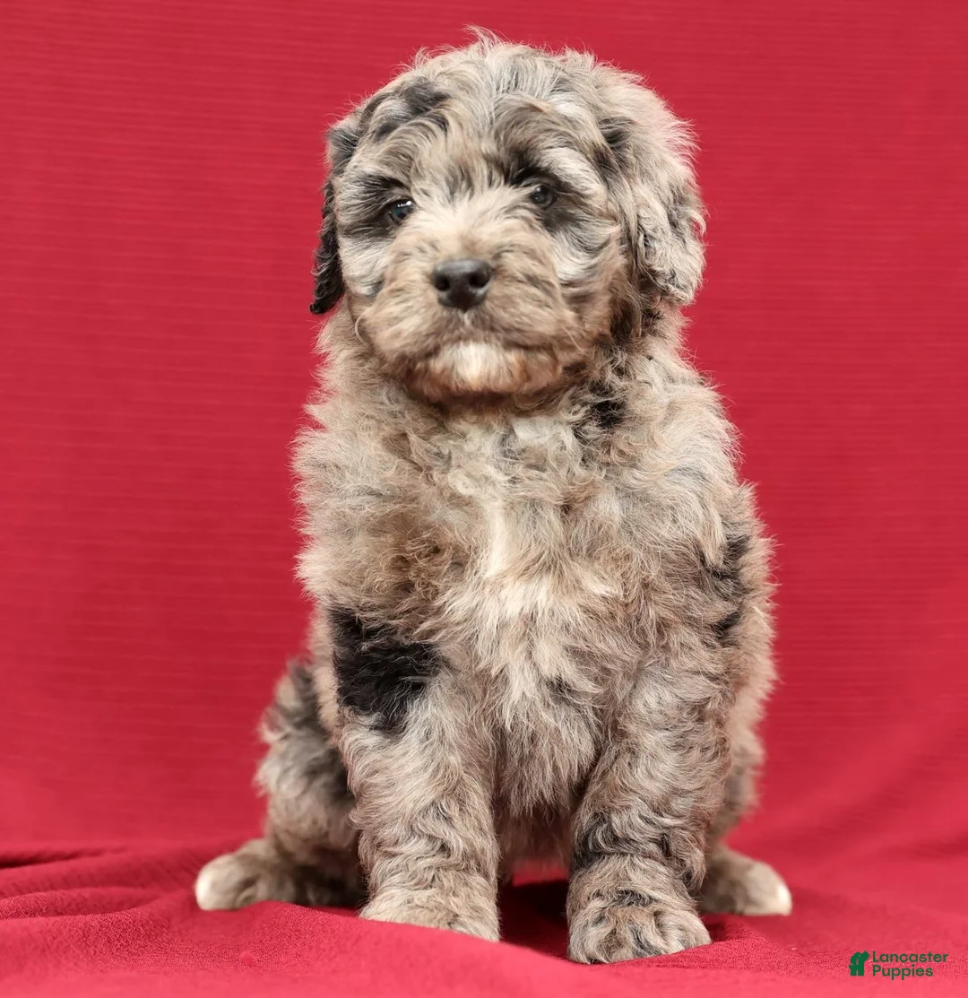 Mini Bernedoodle dogs for sale: Kenny - Ad 4