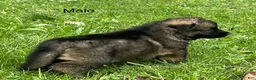 German Shepherd dogs for sale: German Shepherd 1 - Ad 9