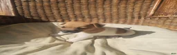 Jack Russell Terrier dogs for sale: Jack Russell Terrier 3 - Ad 4