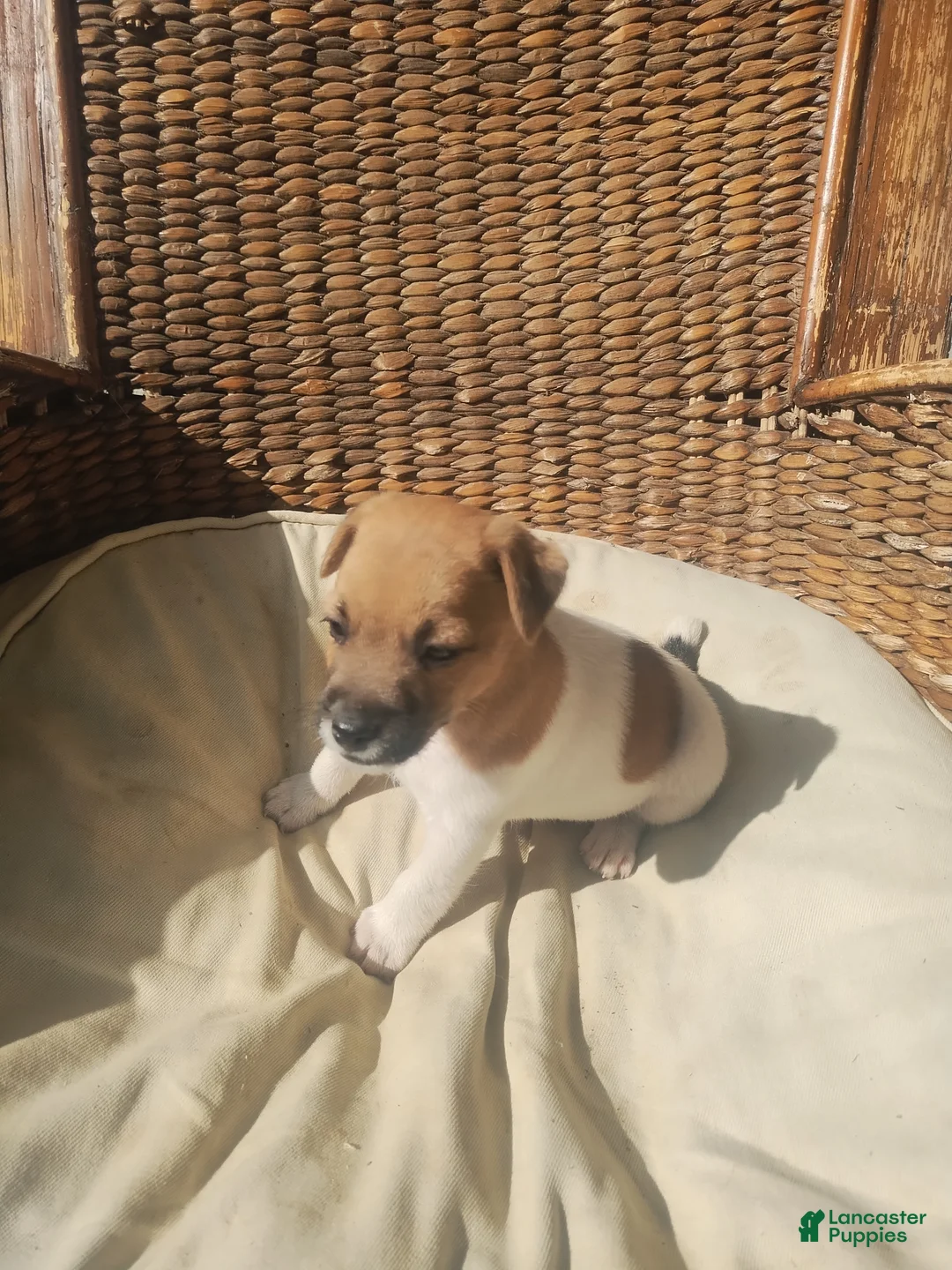 Jack Russell Terrier dogs for sale: Jack Russell Terrier 3 - Ad 4