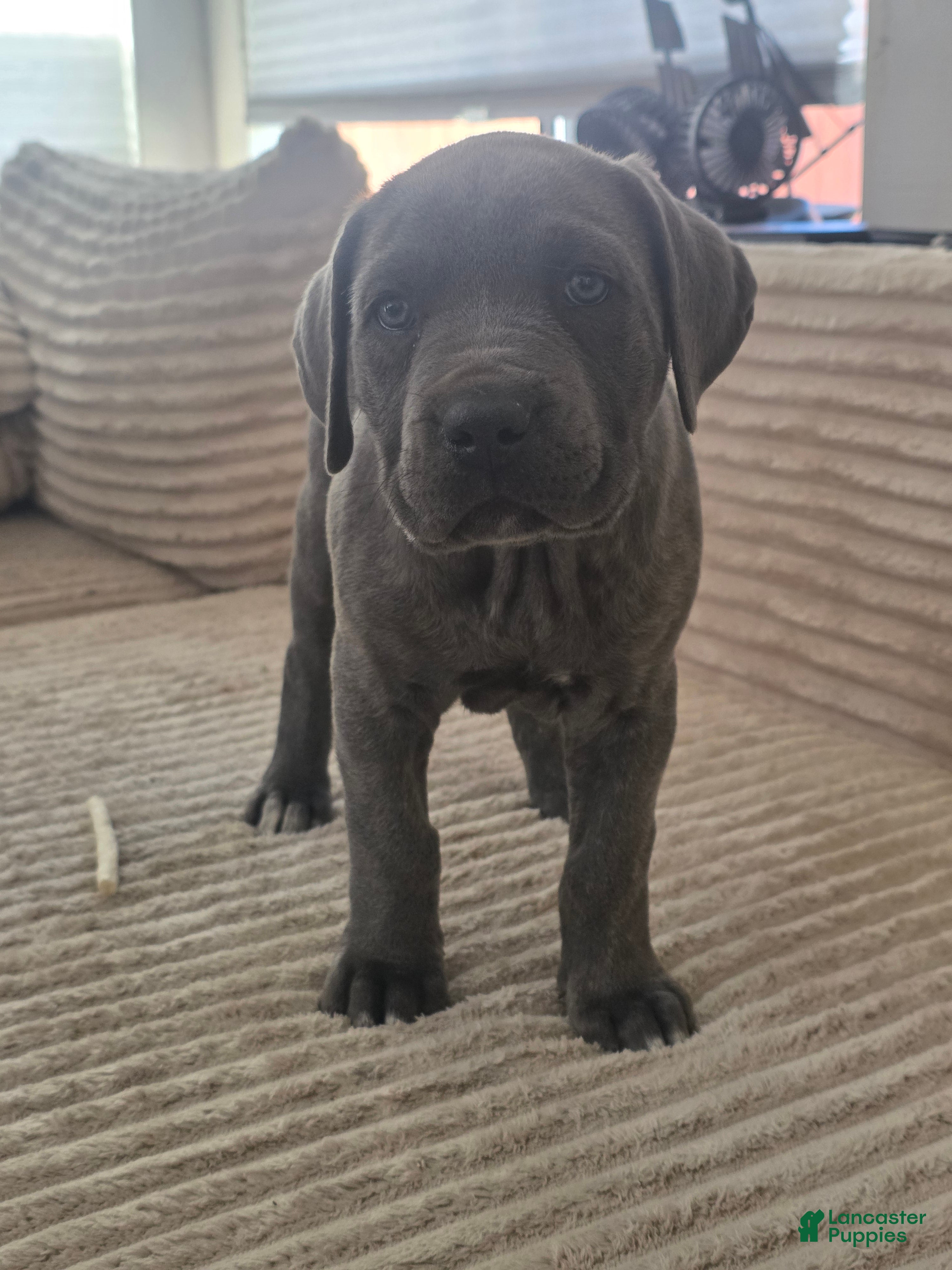 Cane Corso dogs Cane Corso Puppy 4 - Ad 2