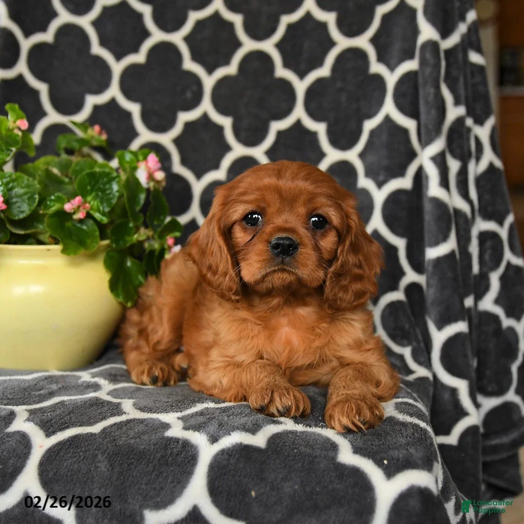 Cavalier King Charles Spaniel dogs for sale: Rider - Ad 1