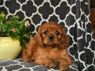 Cavalier King Charles Spaniel dogs for sale: Rider - Ad 2