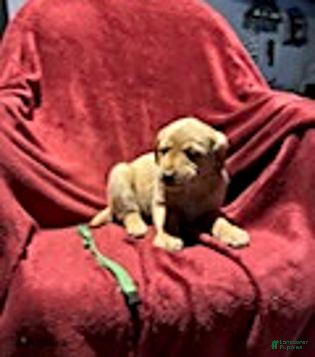 Goldador dogs for sale: April - Ad 10