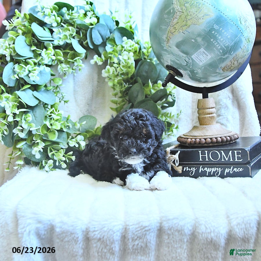Miniature Poodle dogs Dixie - Ad 1