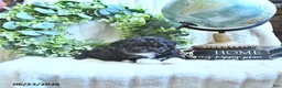 Miniature Poodle dogs for sale: Dixie - Ad 1