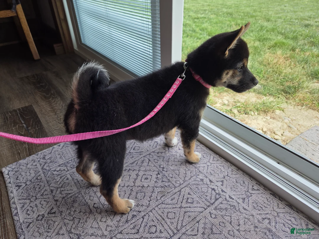 Shiba Inu dogs for sale: Stella - Ad 2