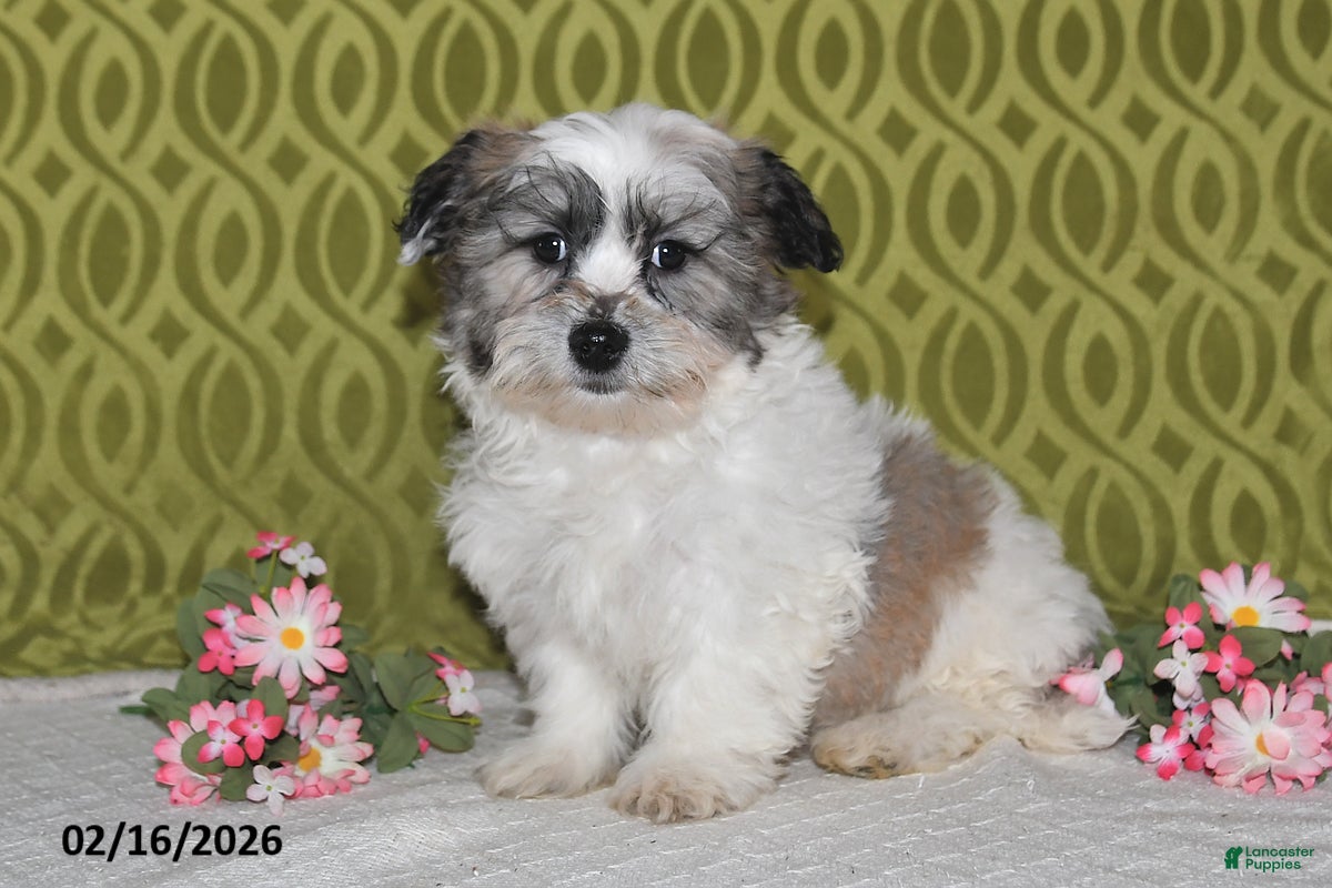 Teddy Bear dogs Jaxon - Ad 1