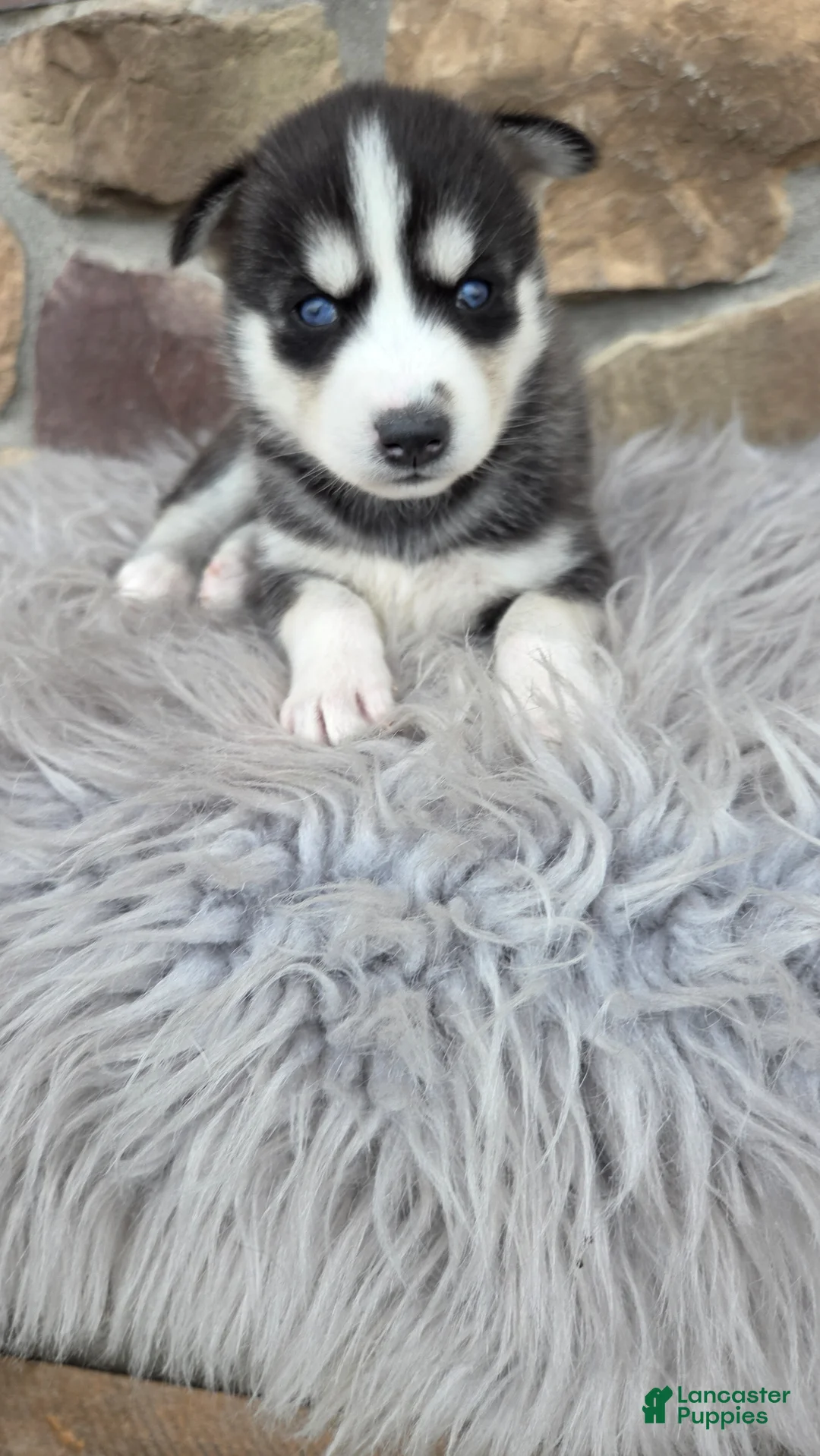 Siberian Husky dogs for sale: Elise - Ad 1