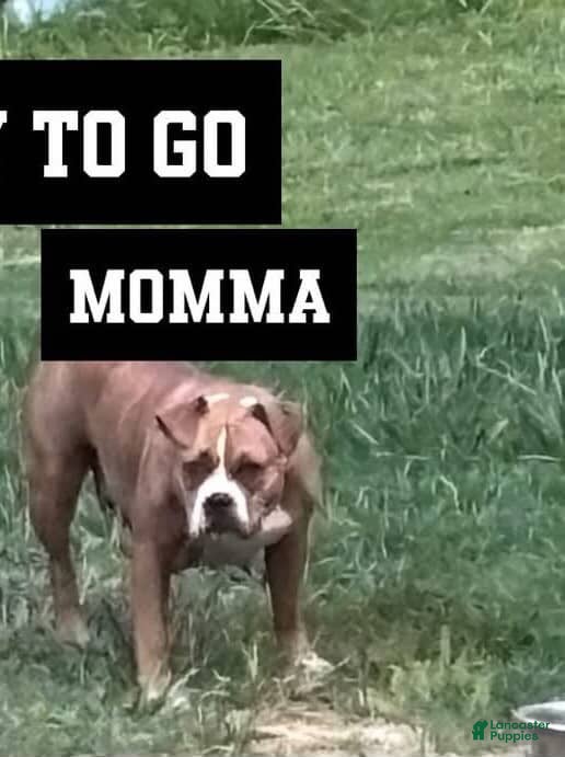 American Bully dogs for sale: Ace - Ad 4