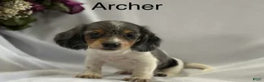 Archer