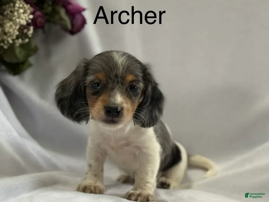 Miniature Dachshund dogs for sale: Archer - Ad 1
