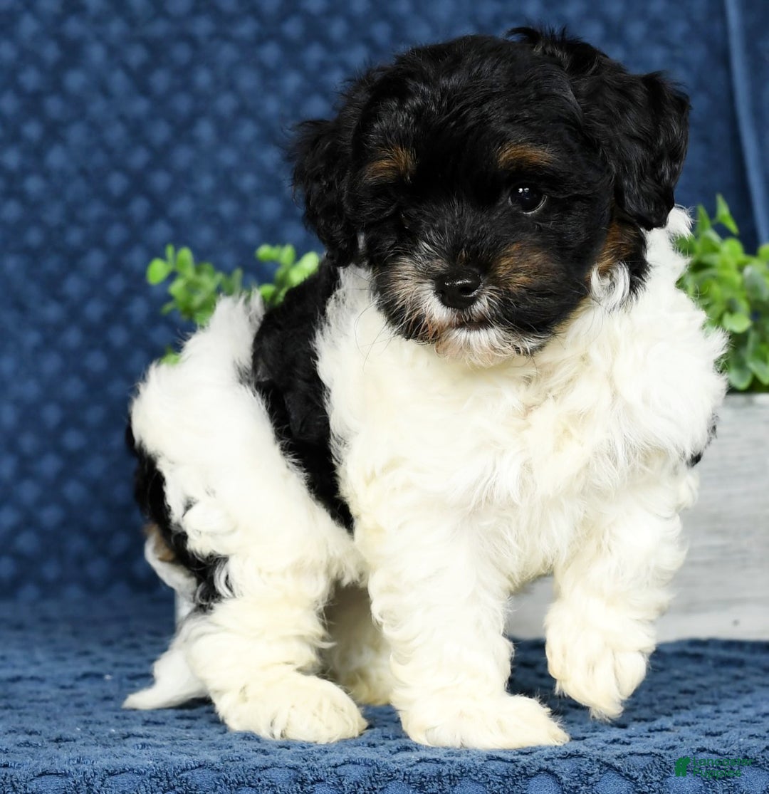 Havapoo dogs for sale: Cooper - Ad 3