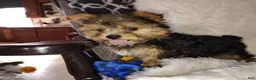 Yorkshire Terrier dogs for sale: Benson - Ad 5