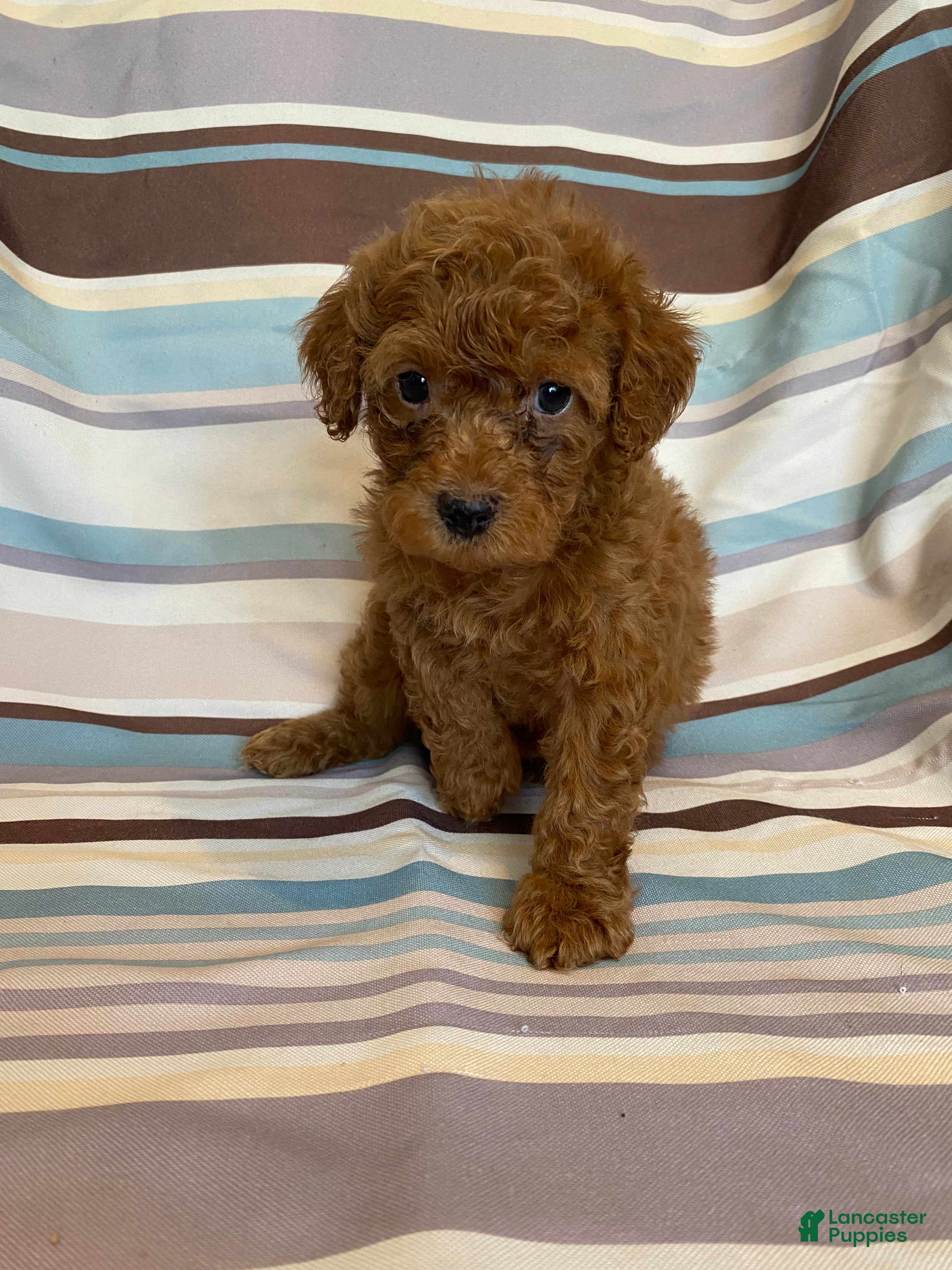 Mixed Breed dogs Solid Red Male - Ad 1
