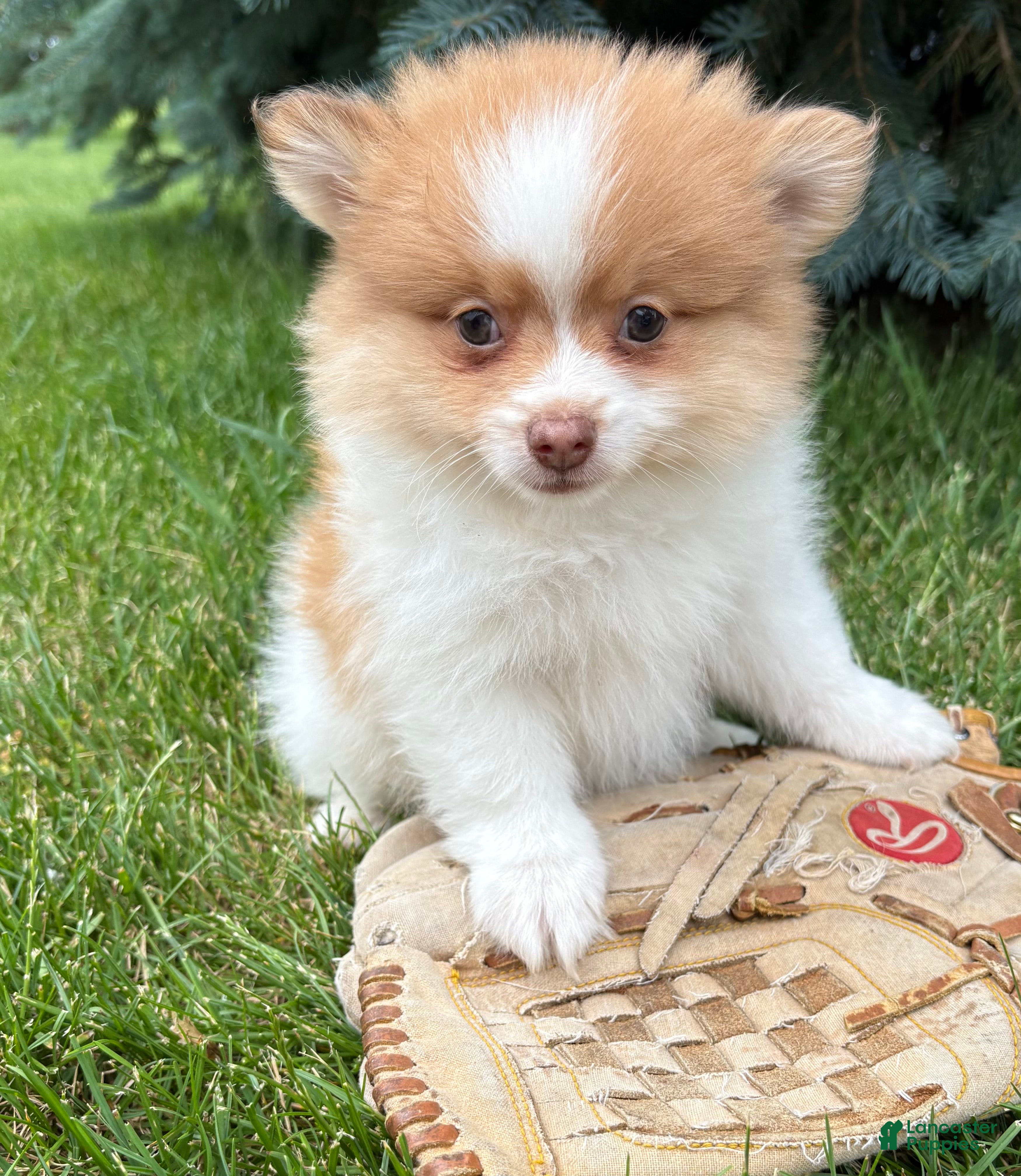 Pomeranian dogs Kipp - Ad 2