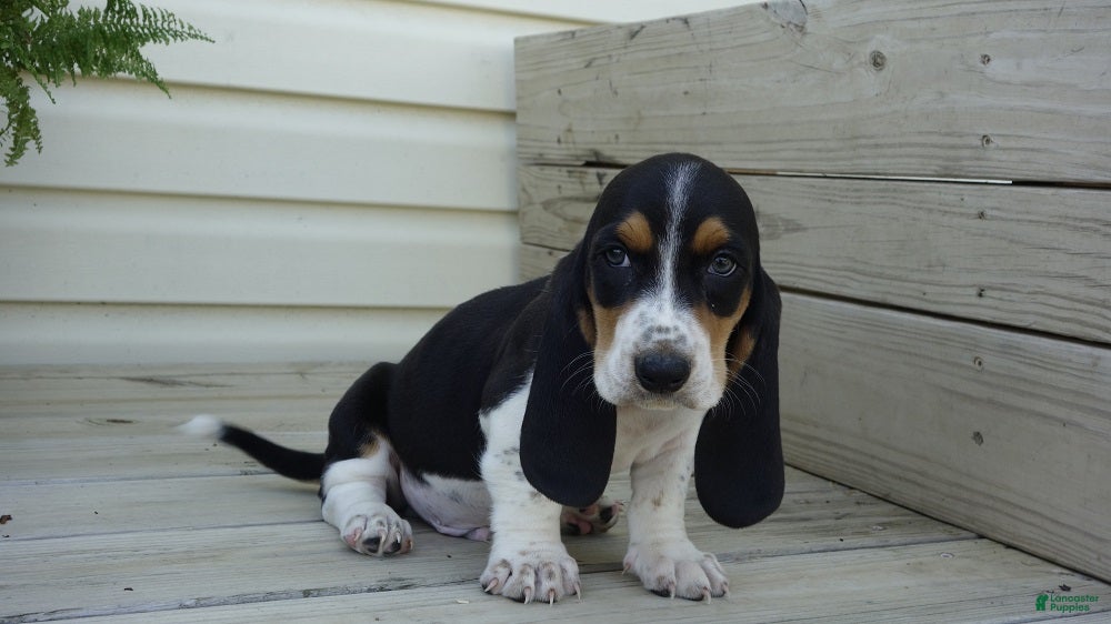 Basset Hound dogs Jax  - Ad 1