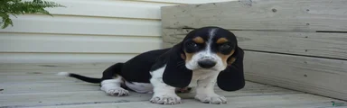 Jax 