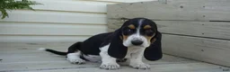 Basset Hound dogs for sale: Jax  - Ad 1
