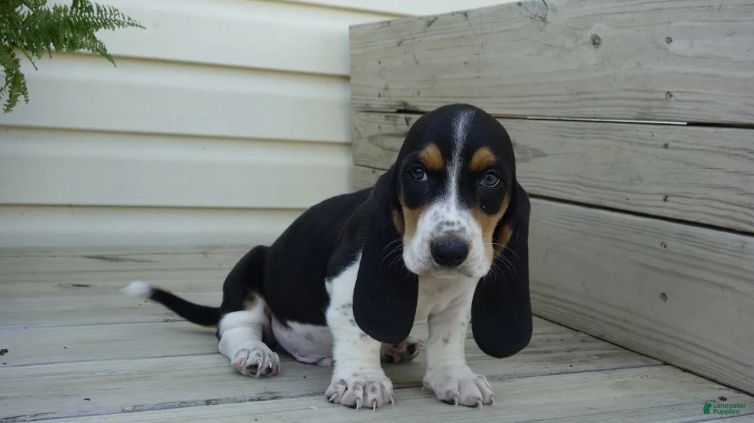 Basset Hound dogs for sale: Jax  - Ad 1