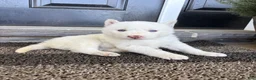 Siberian Husky dogs for sale: Sutton - Ad 6