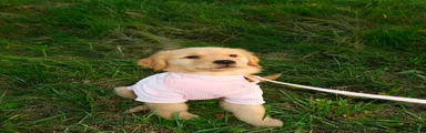 Golden Retriever Starr
