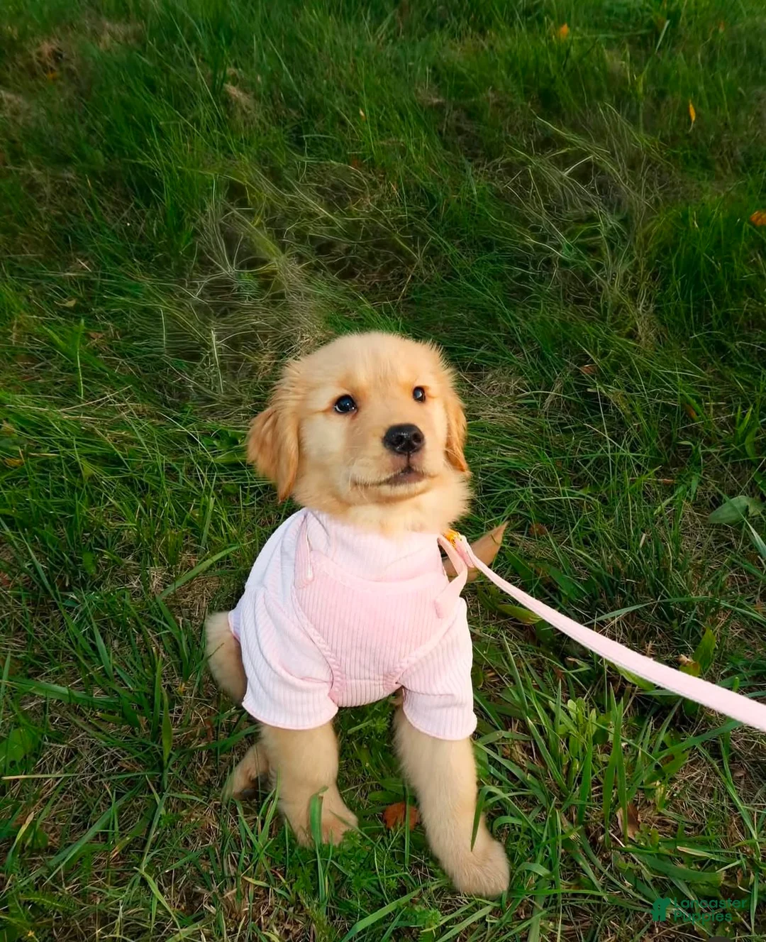 Golden Retriever dogs for sale: Golden Retriever Starr - Ad 1