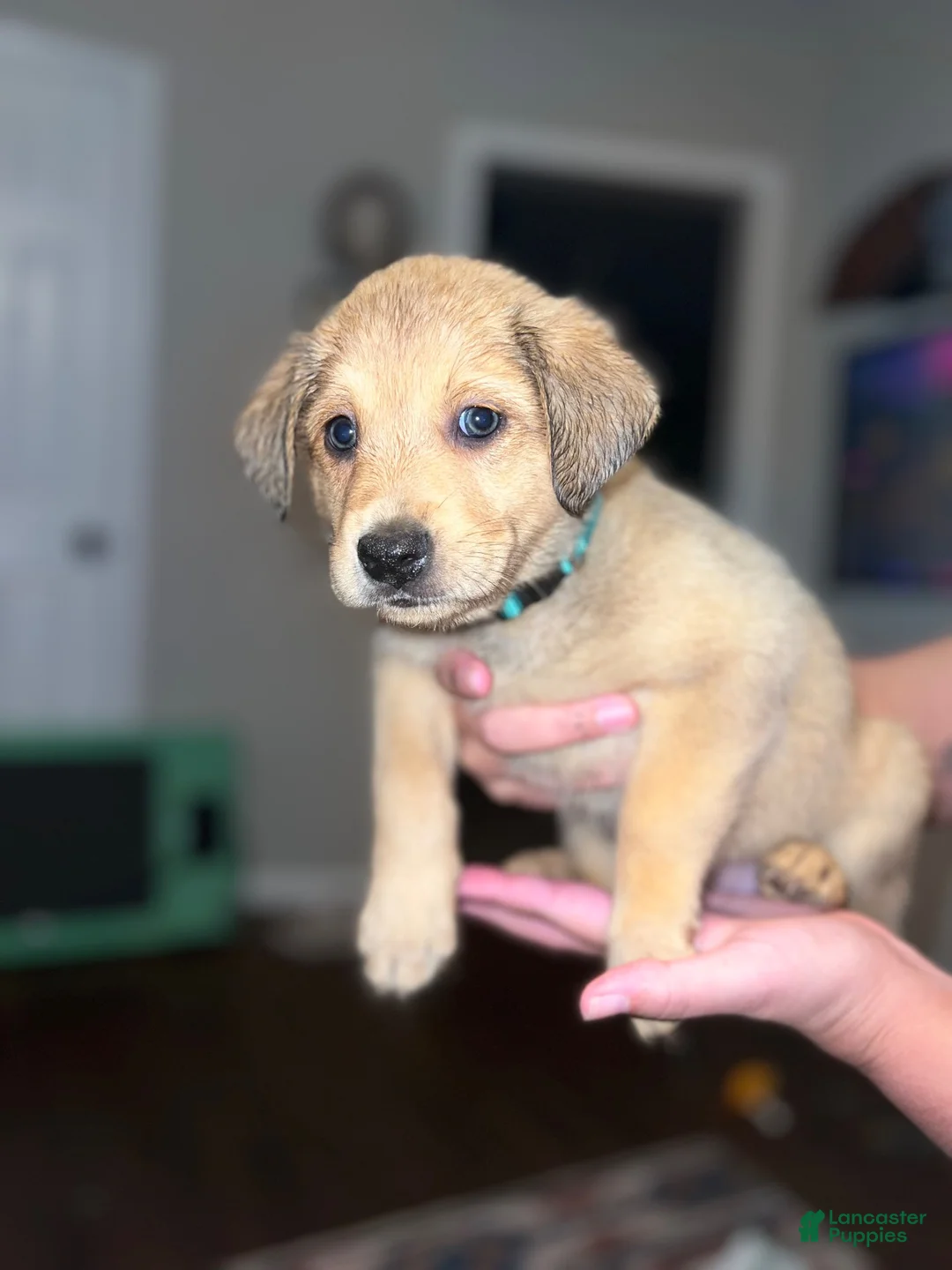 Mixed Breed dogs for sale: Mixed Breed 5 - Ad 1