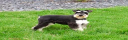 Miniature Schnauzer dogs for sale: Jasper  - Ad 3