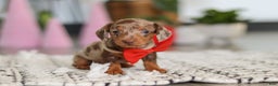Dachshund dogs for sale: Jackson  - Ad 2