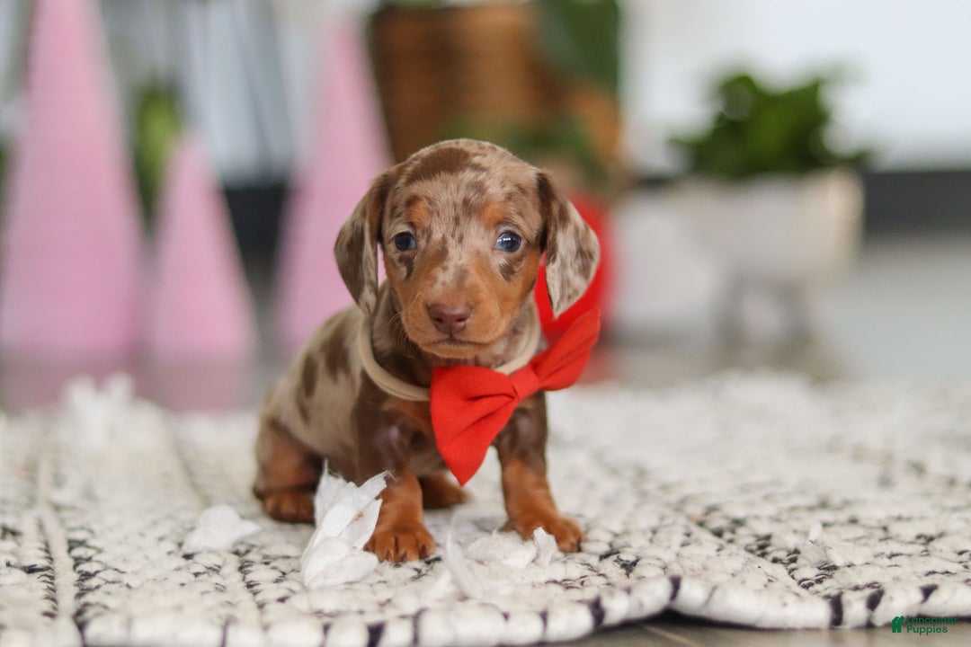 Dachshund dogs for sale: Jackson  - Ad 2