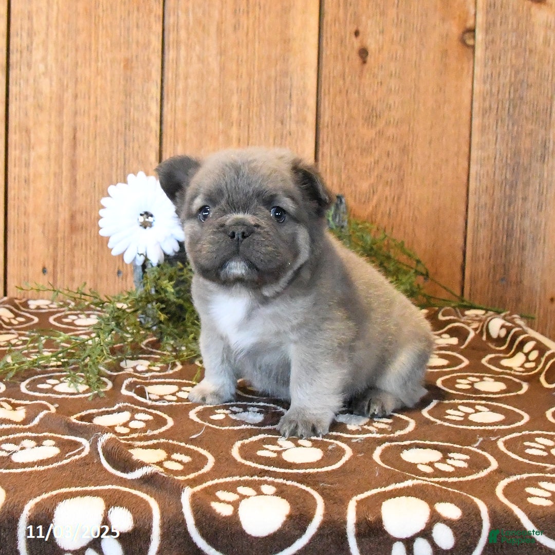 French Bulldog dogs for sale: Bandit - Ad 3