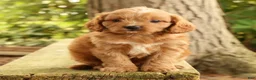 Cavapoo dogs for sale: Seth - Ad 4