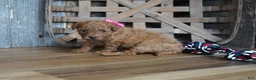 Cavapoo dogs for sale: Amelia - Ad 3