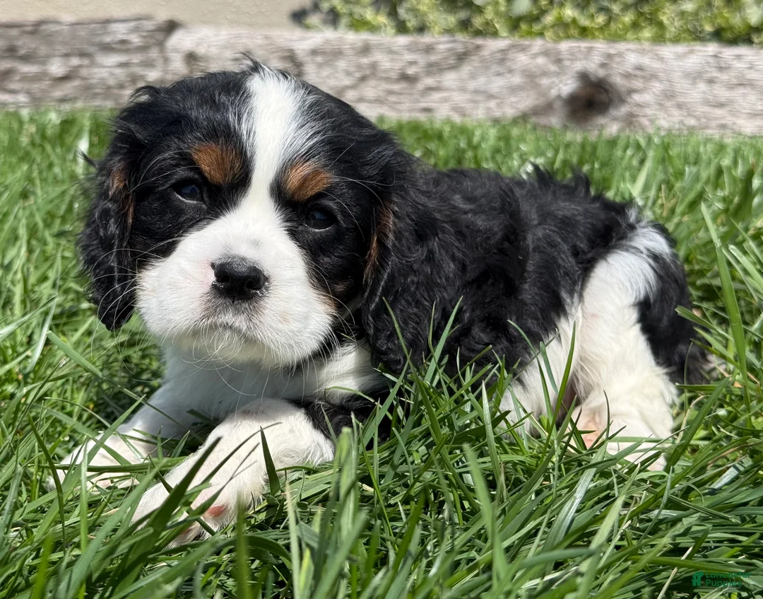 Cavalier King Charles Spaniel dogs for sale: Dusty - Ad 4