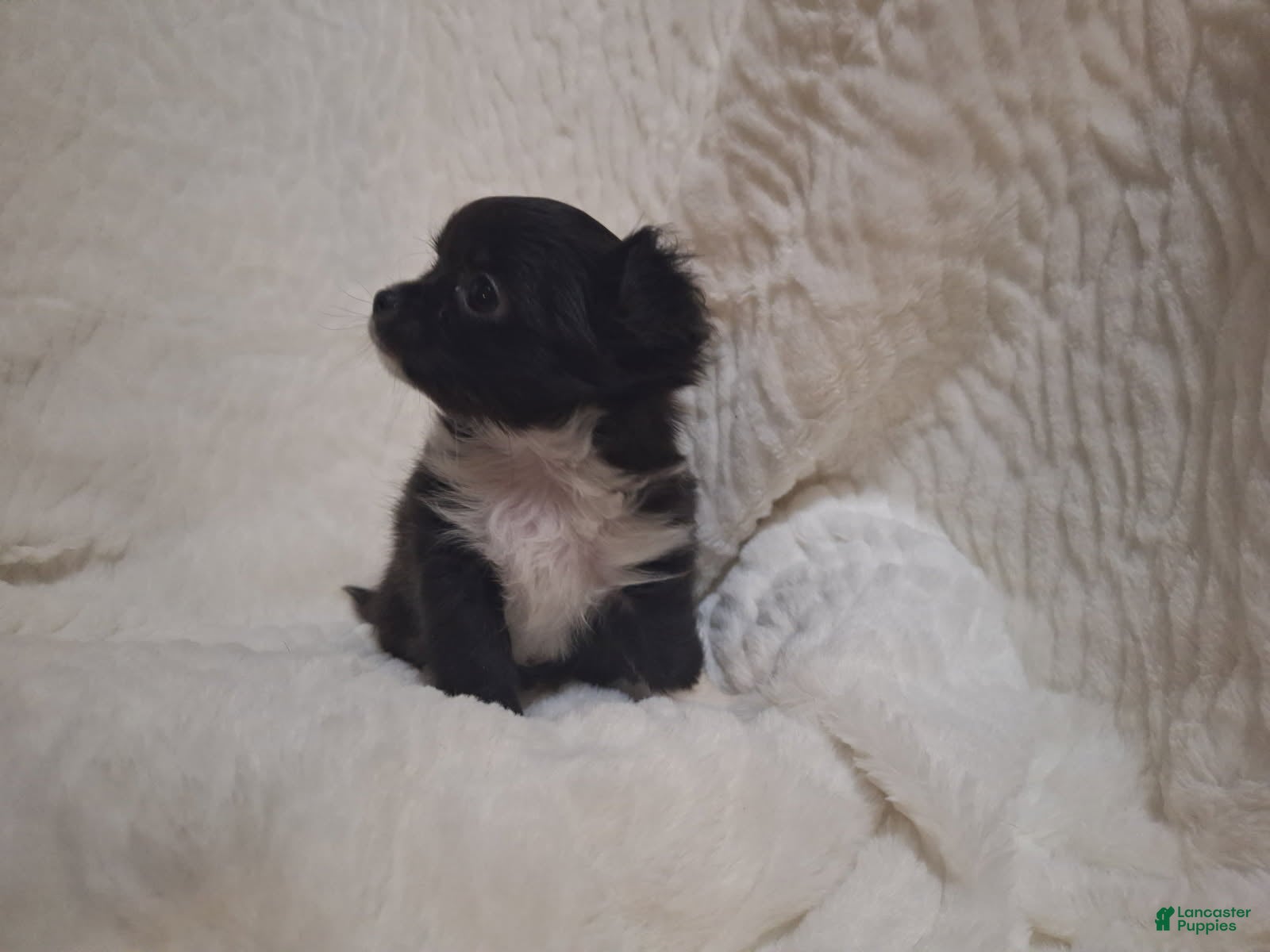 Chihuahua dogs Girl - Ad 9