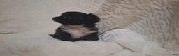 Chihuahua dogs for sale: Girl - Ad 1