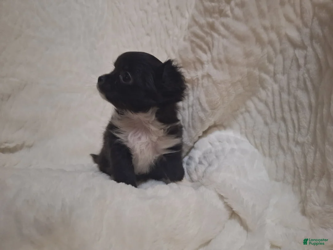 Chihuahua dogs for sale: Girl - Ad 1