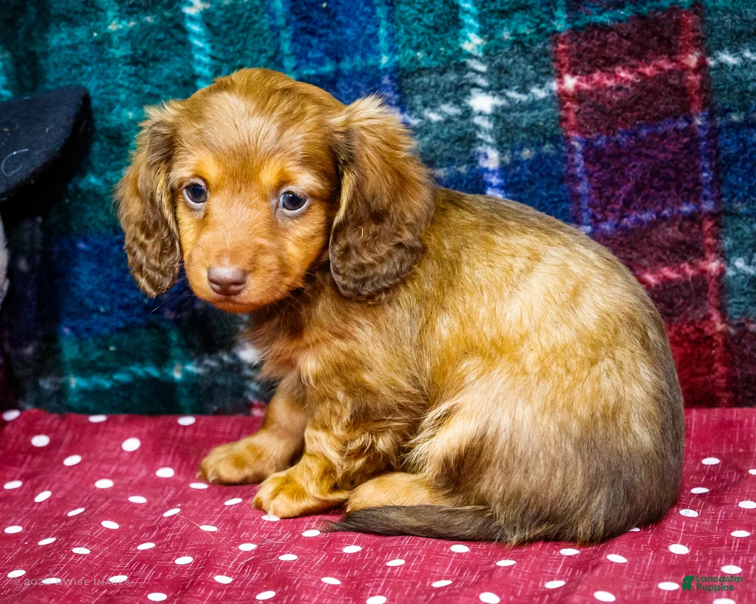 Miniature Dachshund dogs for sale: Adler - Ad 6