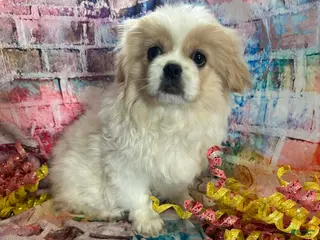 Pekingese dogs Pekingese Girl 2 - Ad 1