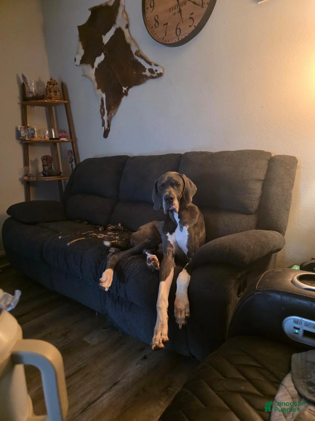 Great Dane dogs for sale: Dexter - Ad 1